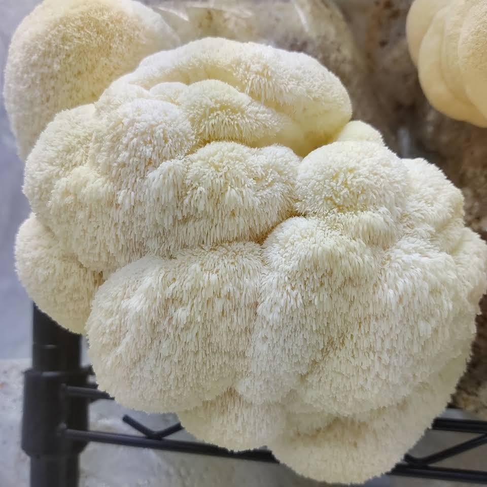 Lion's Mane Mushrooms