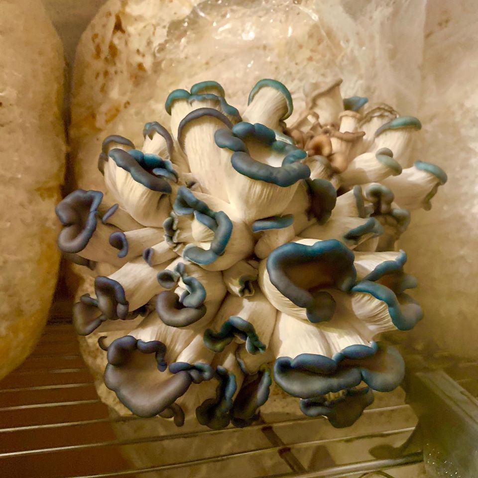 Blue Oyster Mushrooms Tampa